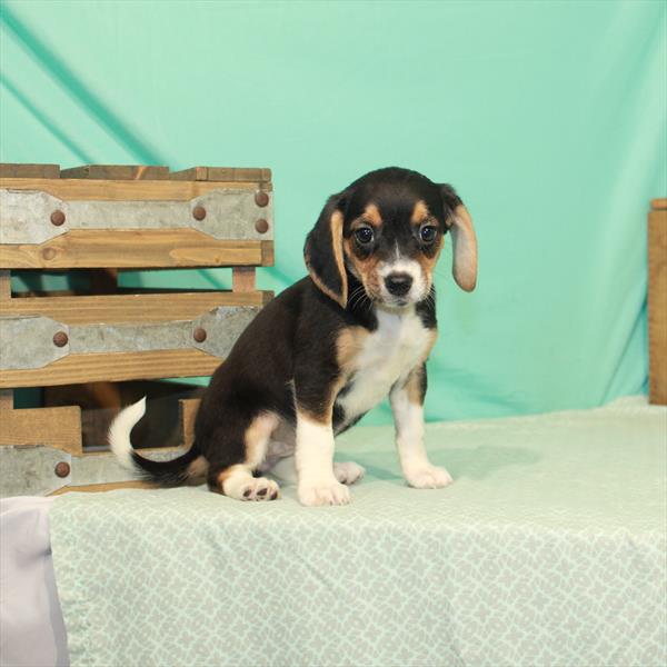 Beagle-DOG-Female-Black / Tan-1994-Petland Woodlands, TX
