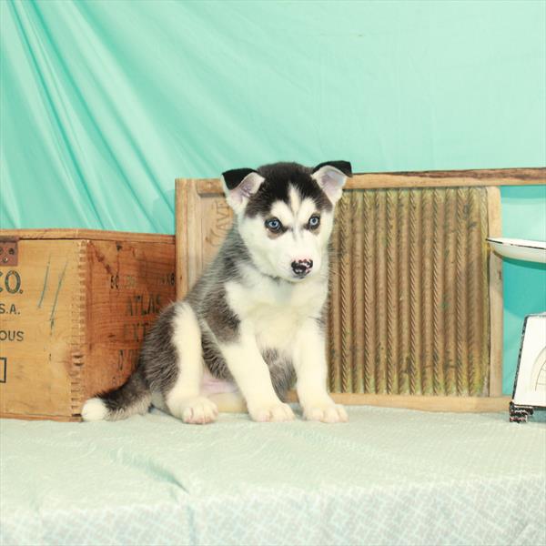 Siberian Husky-DOG-Male-Black / White-1995-Petland Woodlands, TX