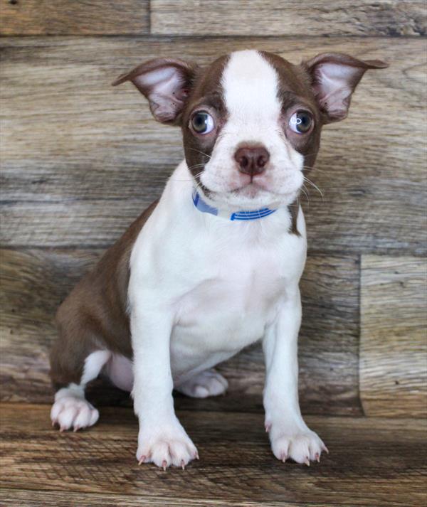 Boston Terrier-DOG-Male-Seal / White-1996-Petland Woodlands, TX