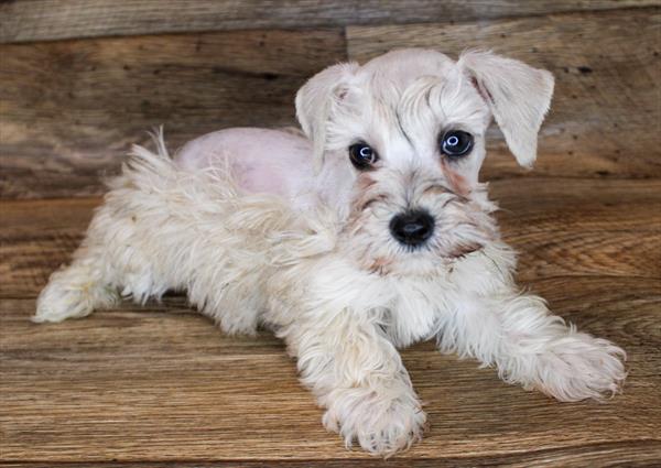 Schnoodle-DOG-Male-Cream Sable-1998-Petland Woodlands, TX