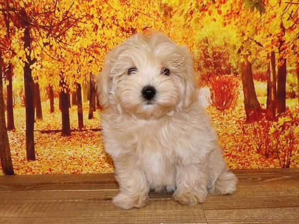 Maltipoo-DOG-Male-Cream-2000-Petland Woodlands, TX