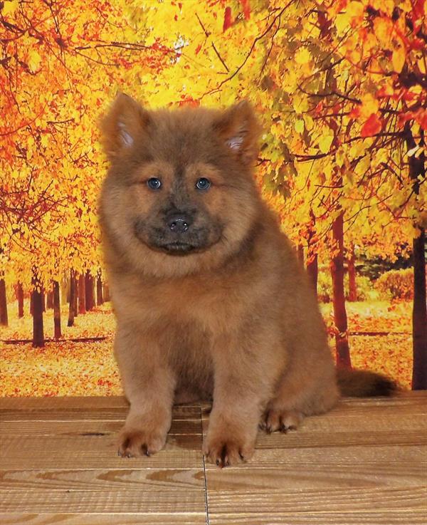 Chow Chow-DOG-Male-Cinnamon-2001-Petland Woodlands, TX