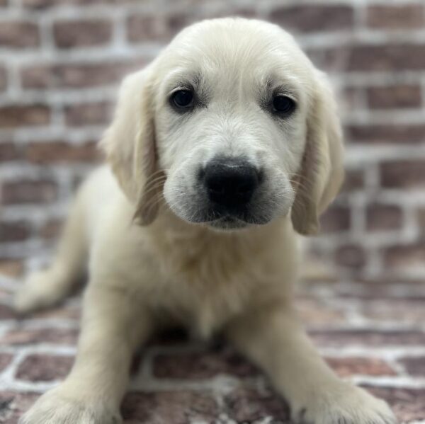 Golden Retriever-DOG-Male-Golden-241-Petland Woodlands, TX
