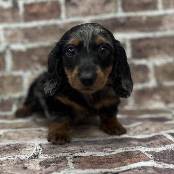 Dachshund-DOG-Male-Dapple-238-Petland Woodlands, TX