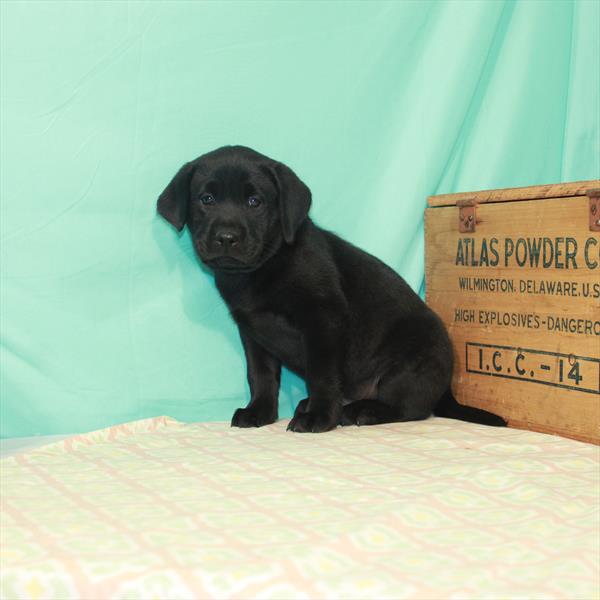 Labrador Retriever-DOG-Male-Black-2042-Petland Woodlands, TX