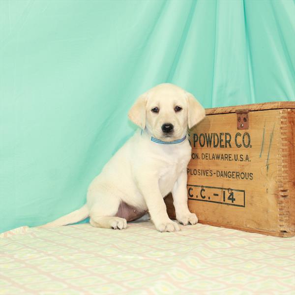 Labrador Retriever-DOG-Female-Yellow-2043-Petland Woodlands, TX