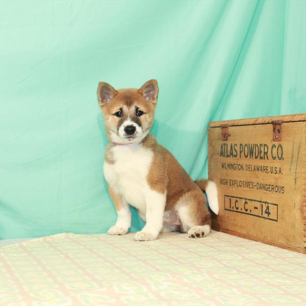 Shiba Inu-DOG-Female-Red Sesame-2044-Petland Woodlands, TX