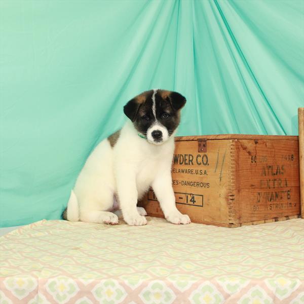 Akita-DOG-Female-Fawn-2045-Petland Woodlands, TX