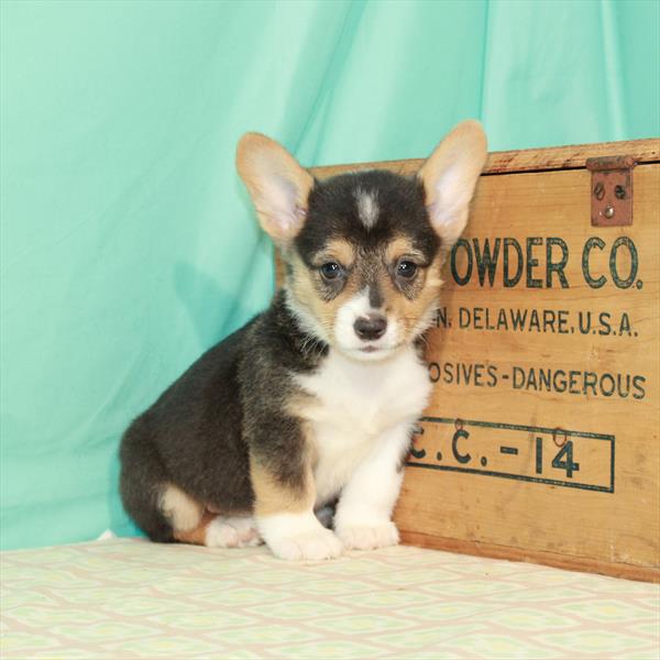 Pembroke Welsh Corgi-DOG-Male-Black / Tan-2046-Petland Woodlands, TX