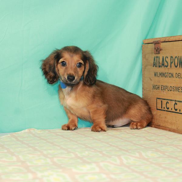 Dachshund-DOG-Male-Red Sable-2047-Petland Woodlands, TX