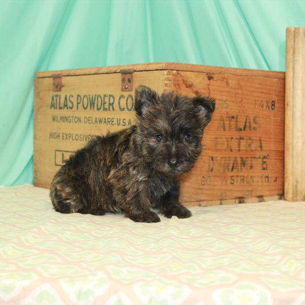 Cairn Terrier-DOG-Male-Wheaten-2049-Petland Woodlands, TX