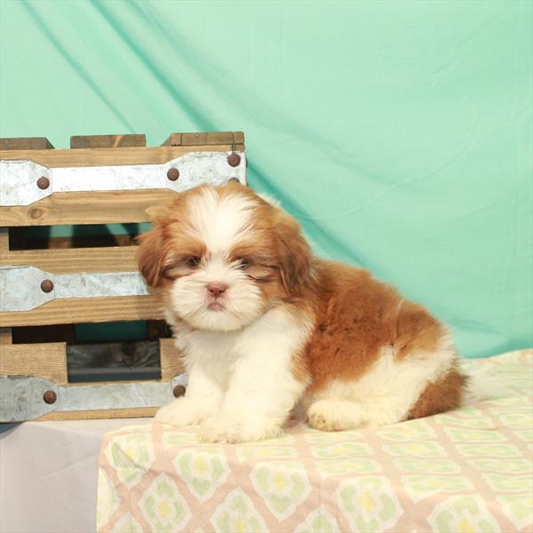 Shih Tzu-DOG-Male-White / Red Fawn-2050-Petland Woodlands, TX
