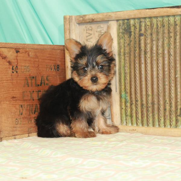 Yorkie-DOG-Male-Black / Tan-2051-Petland Woodlands, TX