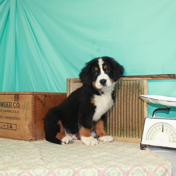 Bernese Mountain Dog-DOG-Male-Black Rust / White-2052-Petland Woodlands, TX