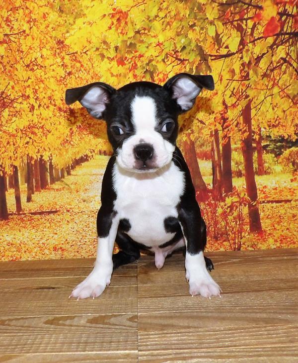 Boston Terrier-DOG-Male-Black / White-2053-Petland Woodlands, TX