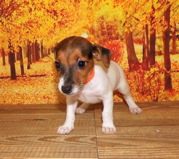 Jack Russell Terrier-DOG-Female-Red / White-2054-Petland Woodlands, TX