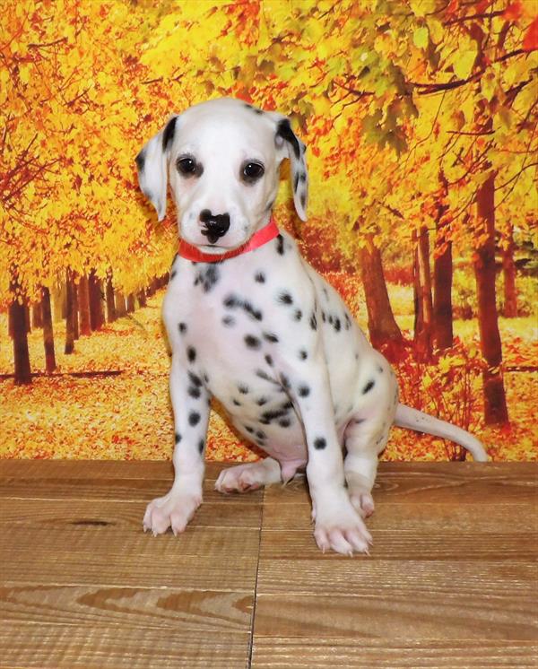 Dalmatian-DOG-Male-Black / White-2055-Petland Woodlands, TX