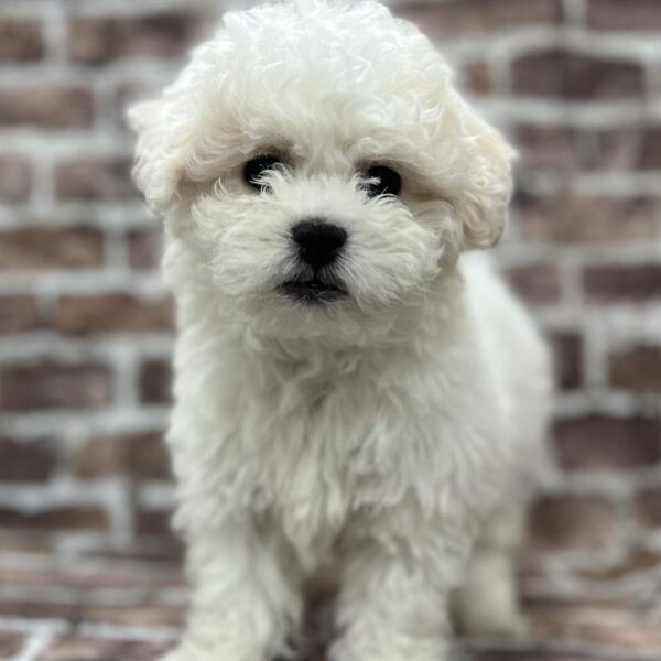 Bichon-DOG-Male-White-254-Petland Woodlands, TX