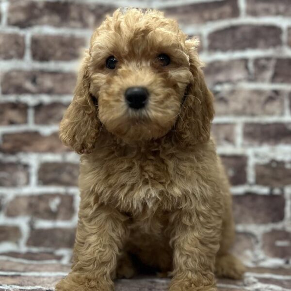 Poodle-DOG-Male-Cream-250-Petland Woodlands, TX