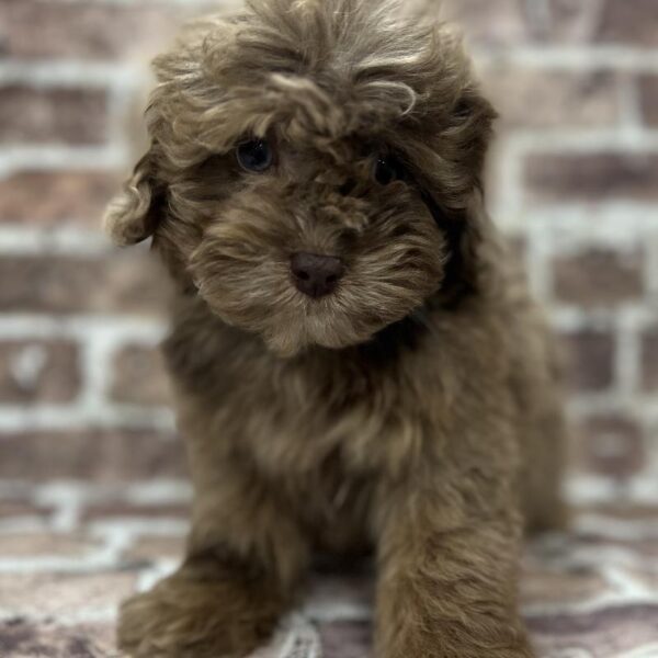 Mini Aussiedoodle-DOG-Female-Chocolate Merle/Tricolor-252-Petland Woodlands, TX