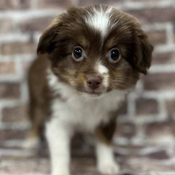 Miniature American Shepherd-DOG-Female-Red Merle-253-Petland Woodlands, TX