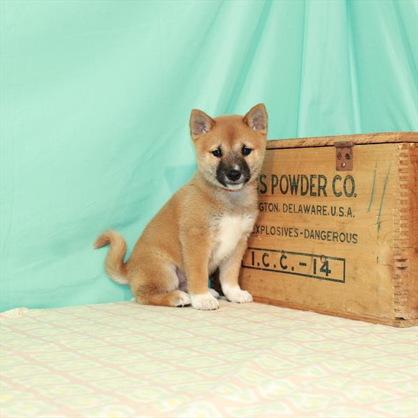Shiba Inu-DOG-Male-Red Sesame-2079-Petland Woodlands, TX