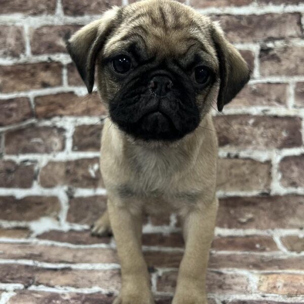 Pug-DOG-Female-Fawn-251-Petland Woodlands, TX