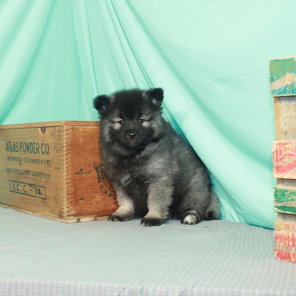 Keeshond-DOG-Male-Silver / Black-2081-Petland Woodlands, TX