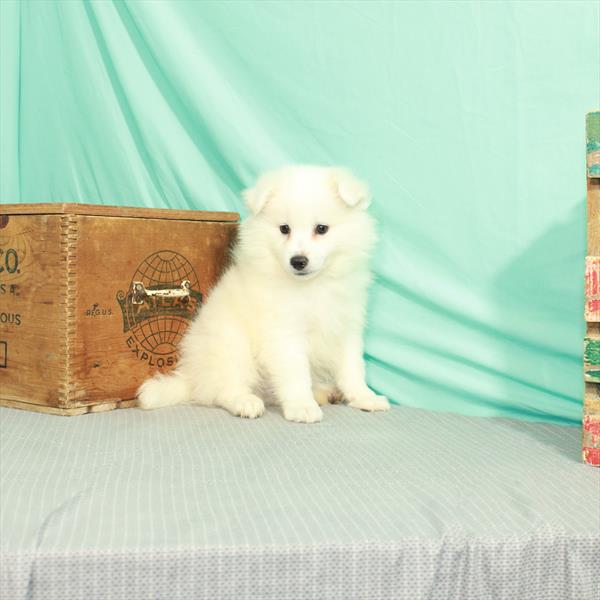 American Eskimo Dog-DOG-Male-White-2082-Petland Woodlands, TX