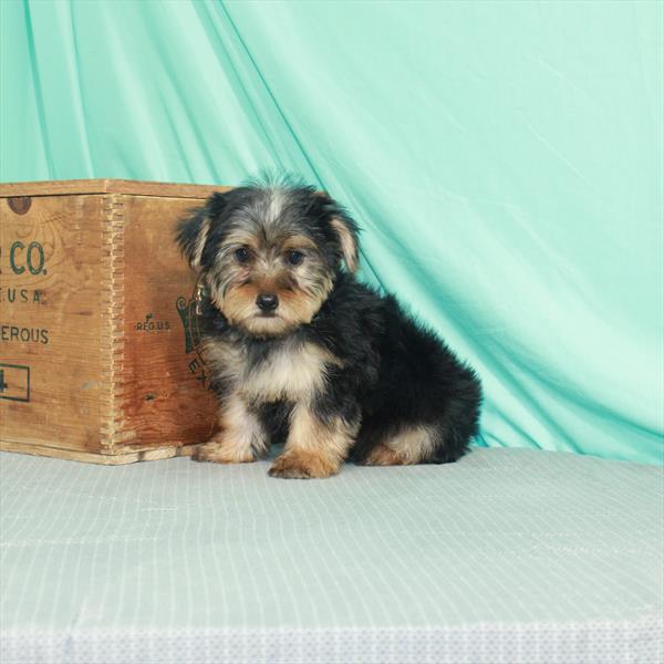Yor-Sil-DOG-Female-Black / Tan-2083-Petland Woodlands, TX