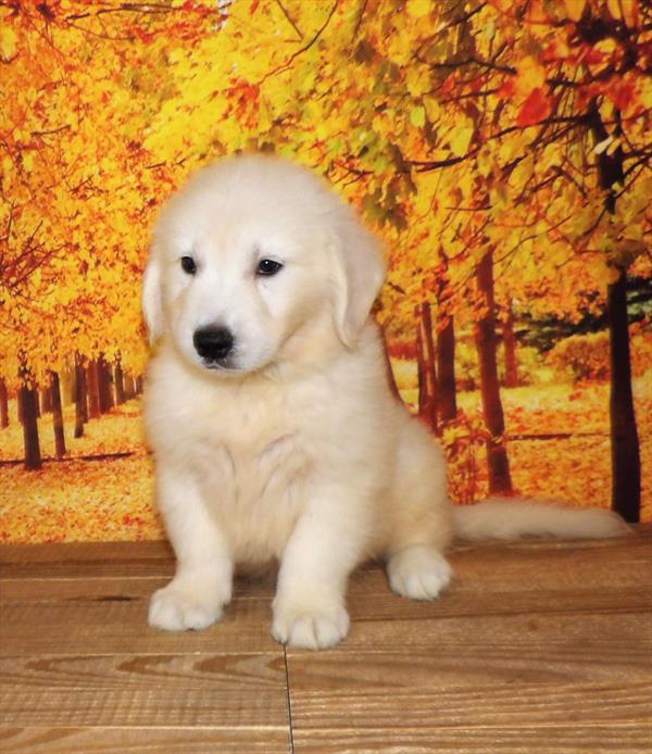 Golden Retriever-DOG-Male-Light Golden-2084-Petland Woodlands, TX