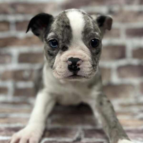 Boston Terrier-DOG-Male-Blue Merle-255-Petland Woodlands, TX