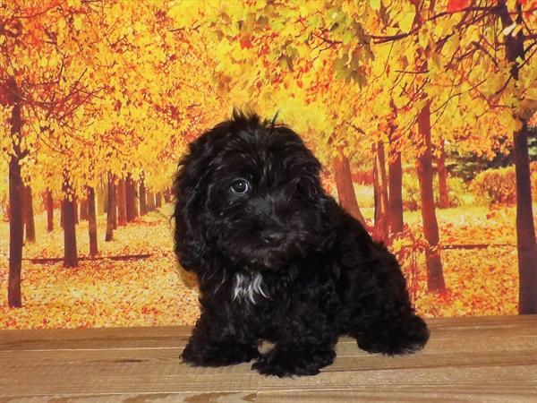Cockapoo-DOG-Male-Black-2085-Petland Woodlands, TX