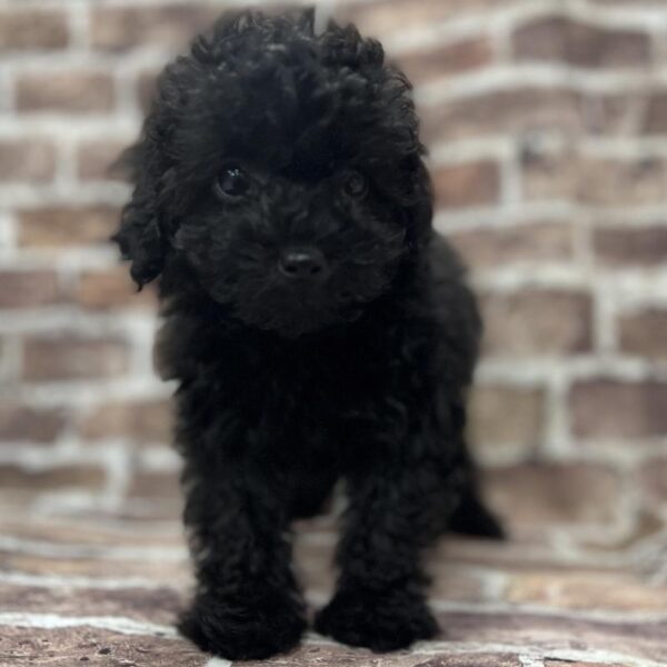 Mini Goldendoodle-DOG-Male-Black-248-Petland Woodlands, TX