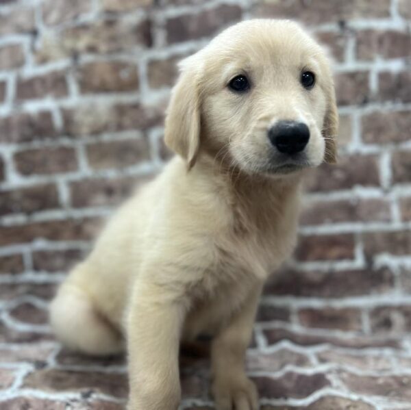 Golden Retriever-DOG-Female-Golden-270-Petland Woodlands, TX