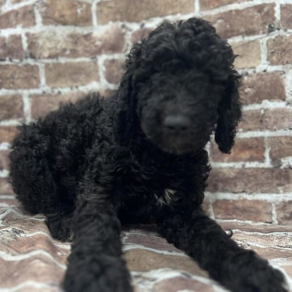 Goldendoodle-DOG-Female-Black-271-Petland Woodlands, TX