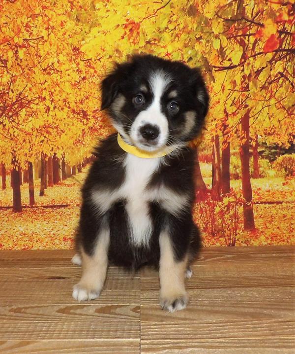 Miniature Australian Shepherd-DOG-Male-Black-2132-Petland Woodlands, TX