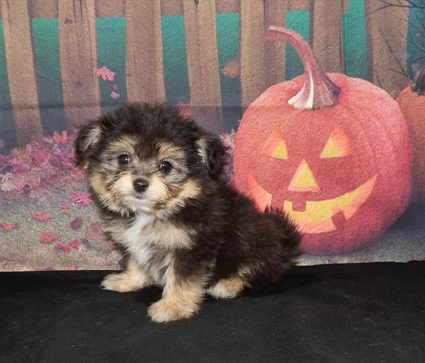 Maltese/Pomeranian-DOG-Female-Black Tan / White-2133-Petland Woodlands, TX