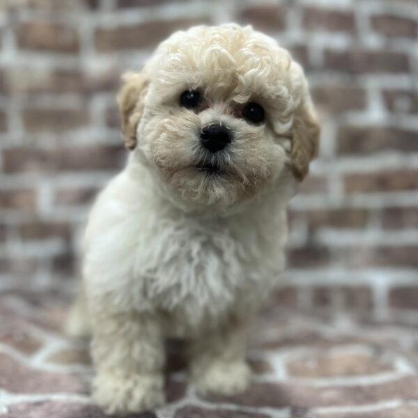 Bichon-Poodle-DOG-Female-Cream-261-Petland Woodlands, TX
