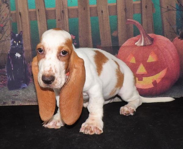 Basset Hound-DOG-Female-Lemon / White-2134-Petland Woodlands, TX