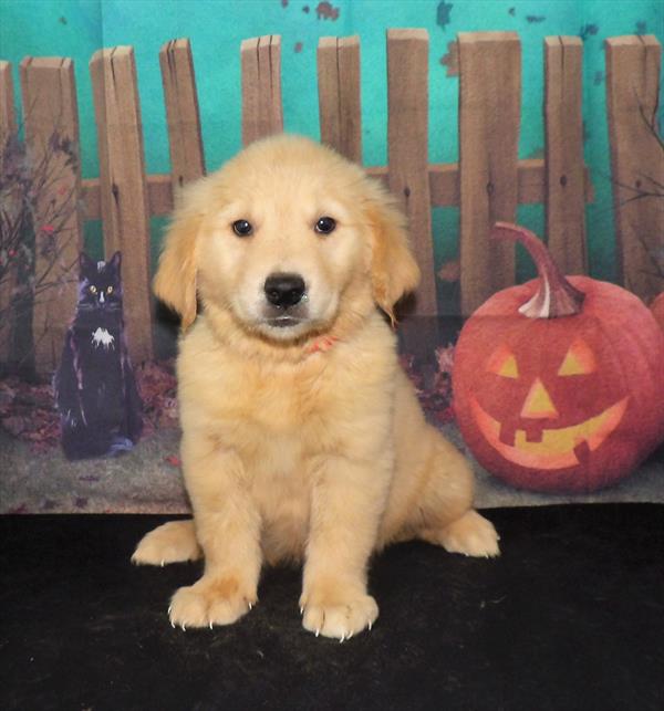Golden Retriever-DOG-Female-Golden-2135-Petland Woodlands, TX