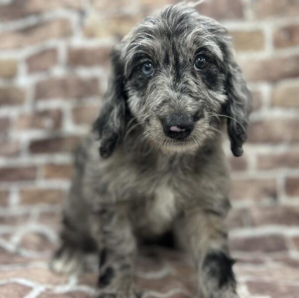 Goldendoodle-DOG-Female-Blue Merle-268-Petland Woodlands, TX