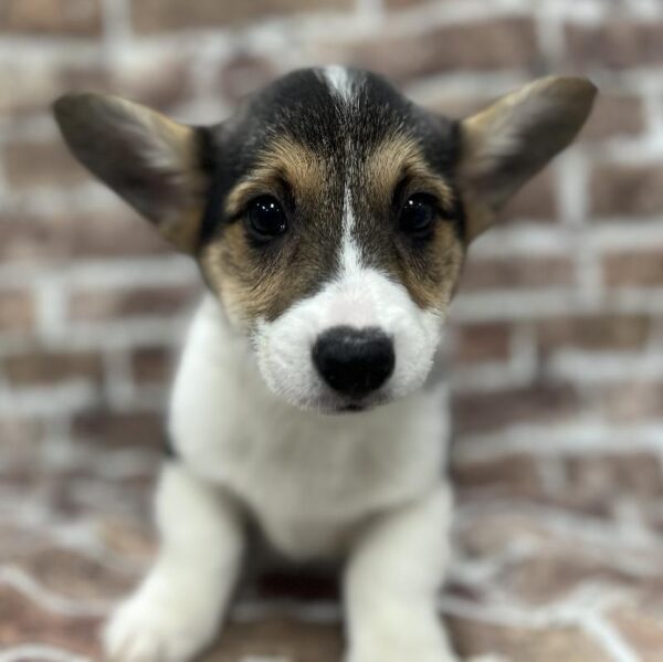 Pembroke Welsh Corgi-DOG-Male-Tricolor-264-Petland Woodlands, TX