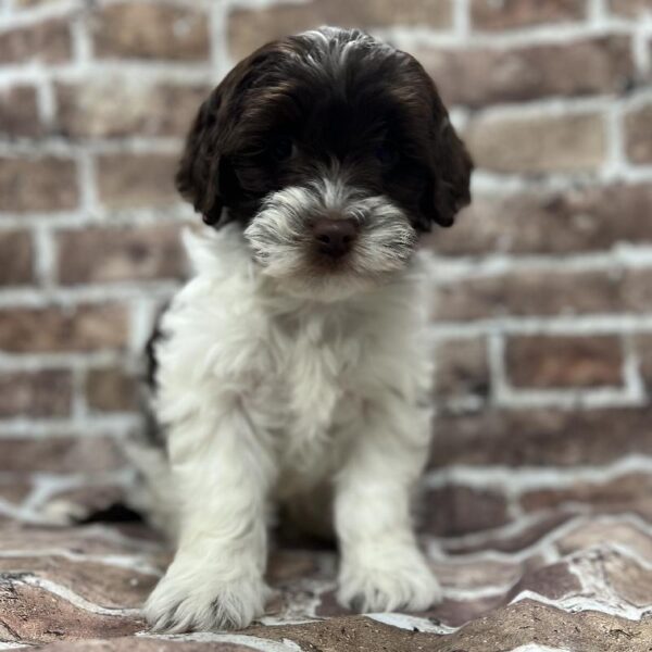 English Springer Spaniel-Poodle-DOG-Female-Chocolate & White-256-Petland Woodlands, TX