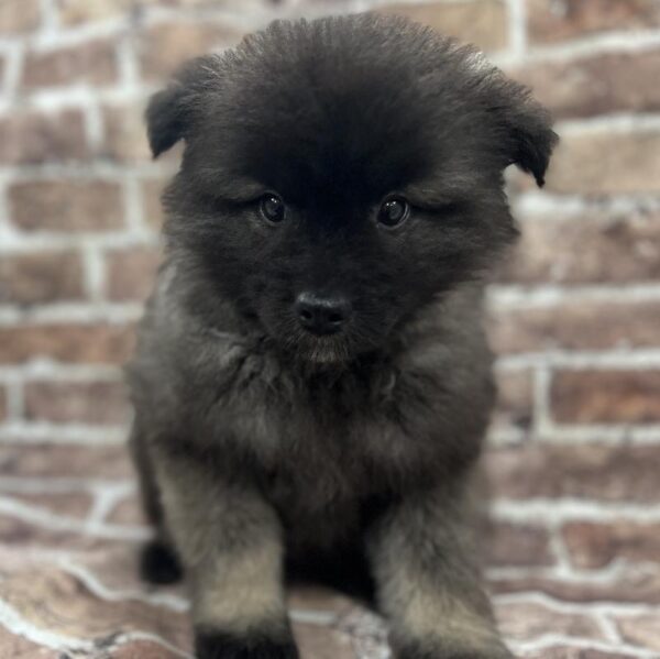Keeshond-DOG-Female-Black & Silver-257-Petland Woodlands, TX