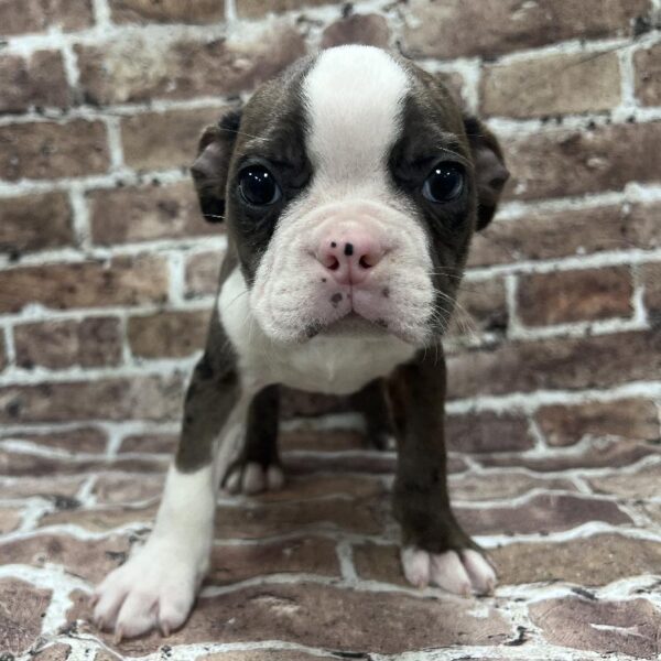 Boston Terrier-DOG-Male-Blue Merle-259-Petland Woodlands, TX