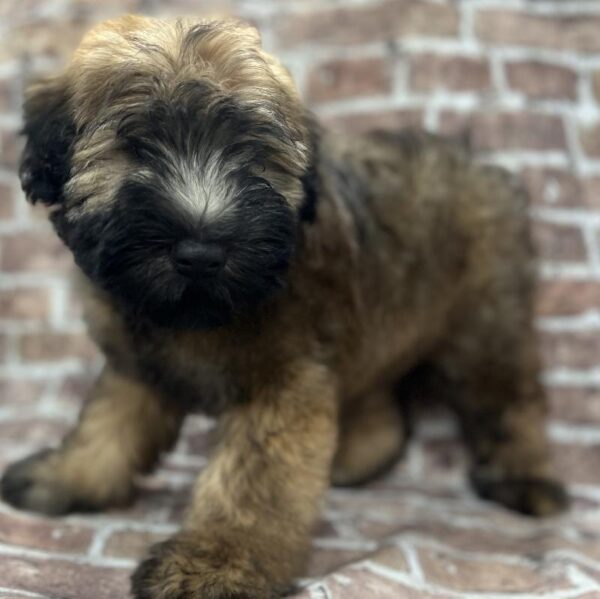 Soft Coated Wheaten Terrier-DOG-Male-Wheaten-263-Petland Woodlands, TX