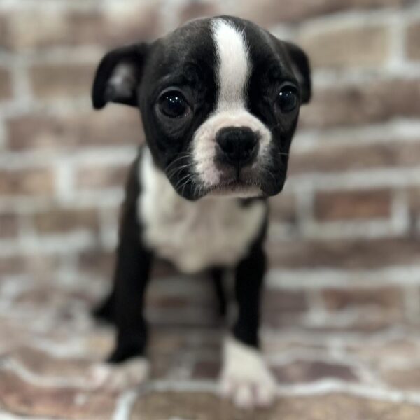 Boston Terrier-DOG-Female-Black & White-260-Petland Woodlands, TX