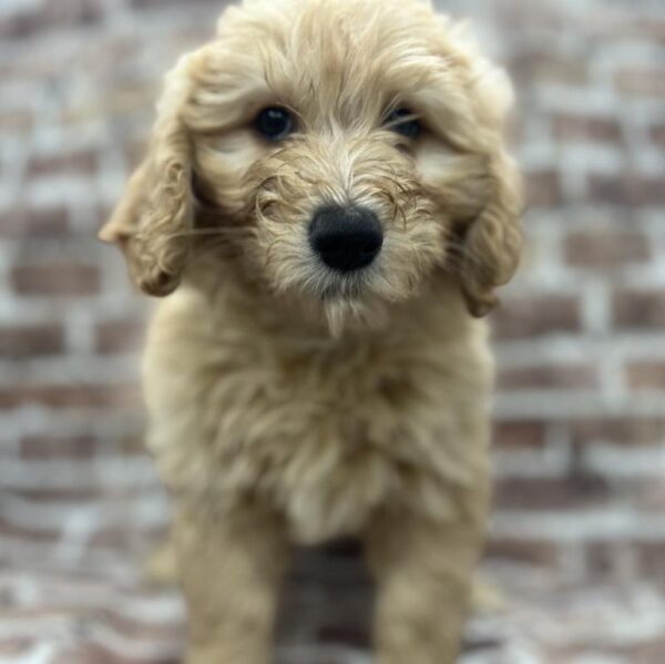 Goldendoodle-DOG-Female-Golden-267-Petland Woodlands, TX