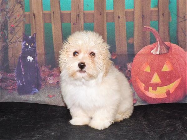 Havanese-DOG-Male-Cream-2186-Petland Woodlands, TX